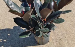 橡皮树哪个品种最贵？