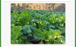 北方白菜何时种？关键技术有哪些？