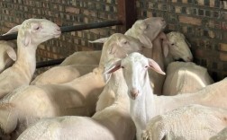 湖南适舍养什么品种的羊