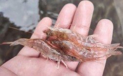 南美白对虾养殖技术视频，关键点有哪些？