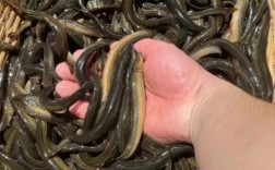 泥鳅养殖技术视频高清版怎么学？