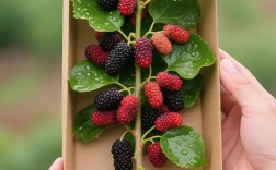 桑葚树怎么种？关键种植技术有哪些？