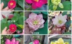 碗莲什么品种开花率高？