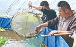 土塘养殖青虾技术高手