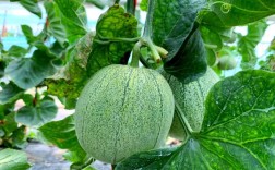 绿宝甜瓜整枝管理有何技术要点？