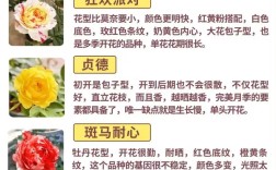 月季好种品种有哪些？