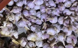 中牟新鲜大蒜最新价格多少钱一斤？