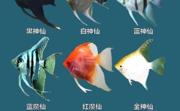 养殖鱼品种到底有多少种？