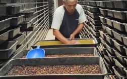 熊孝陵黄粉虫养殖技术要点有哪些？