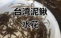 台湾泥鳅孵化技术视频关键点在哪？