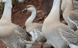 广东鹅有哪些品种？