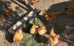 养土鸡青饲料技术视频怎么选？