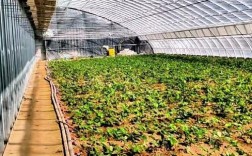 草莓蘑菇大棚套种，如何高效共生？