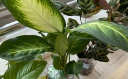 万年青哪个品种最值得养？