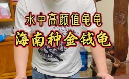 海南龟类品种有多少？