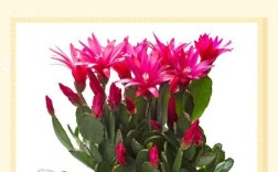 蟹爪兰有哪些常见品种？