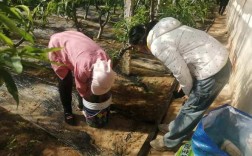 果树种植技术视频，如何快速掌握培育要点？