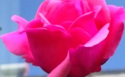 这粉色月季品种究竟是什么？