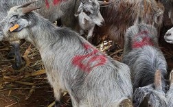 青山羊养殖技术视频直播看什么？