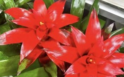 鸿运当头花究竟有多少个品种？不同品种的形态与养护方法有何差异？