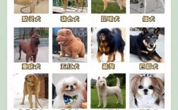 肉食狗品种怎么选？好养又省心的是哪个？