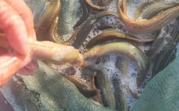 台湾泥鳅养殖技术视频，新手能学会吗？