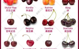大樱桃什么品种最值钱？