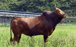 中国最好的牛品种是哪种？