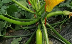 春露地西葫芦种植技术要点有哪些？