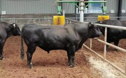 国产黑牛是哪个品种？