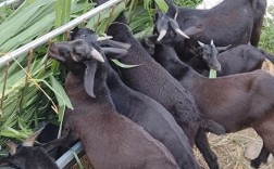 湖南有哪些羊的品种？