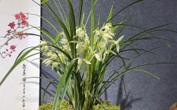 大雪素兰花品种究竟有多少？