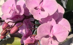 哪些蝴蝶兰品种开花比较多？