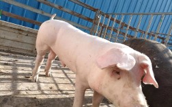 最大种猪是啥品种？