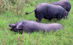 散养黑猪品种怎么选？