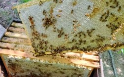 哪些意蜂品种适合适当定点饲养？