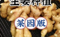 四川生姜种植技术视频要点有哪些？