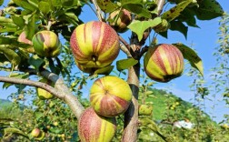梨树什么品种前景好？