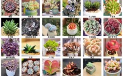 哪些多肉是市场销量常胜冠军？