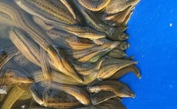 马黄养殖技术视频怎么播放？