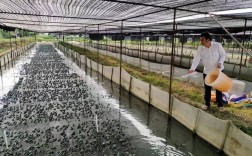 养殖青蛙前景如何？技术视频能学到什么？