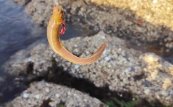 2025鳗鱼苗价格为何近期波动这么大？