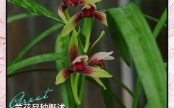 如何鉴别野生兰花品种？