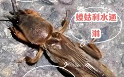蝼蛄养殖视频真能掘金吗？