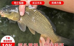 黄河鲤鱼养殖技术怎么选？