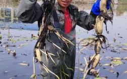 河北望都莲藕种植技术有何秘诀？