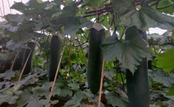 海南黑皮冬瓜种植技术有哪些要点？