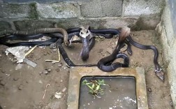 广西养蛇技术培训基地怎么报名？