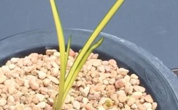 哪些蕙兰品种叶子直立性强？