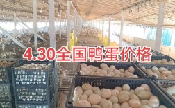 2025鸭蛋今日价格多少钱一斤？